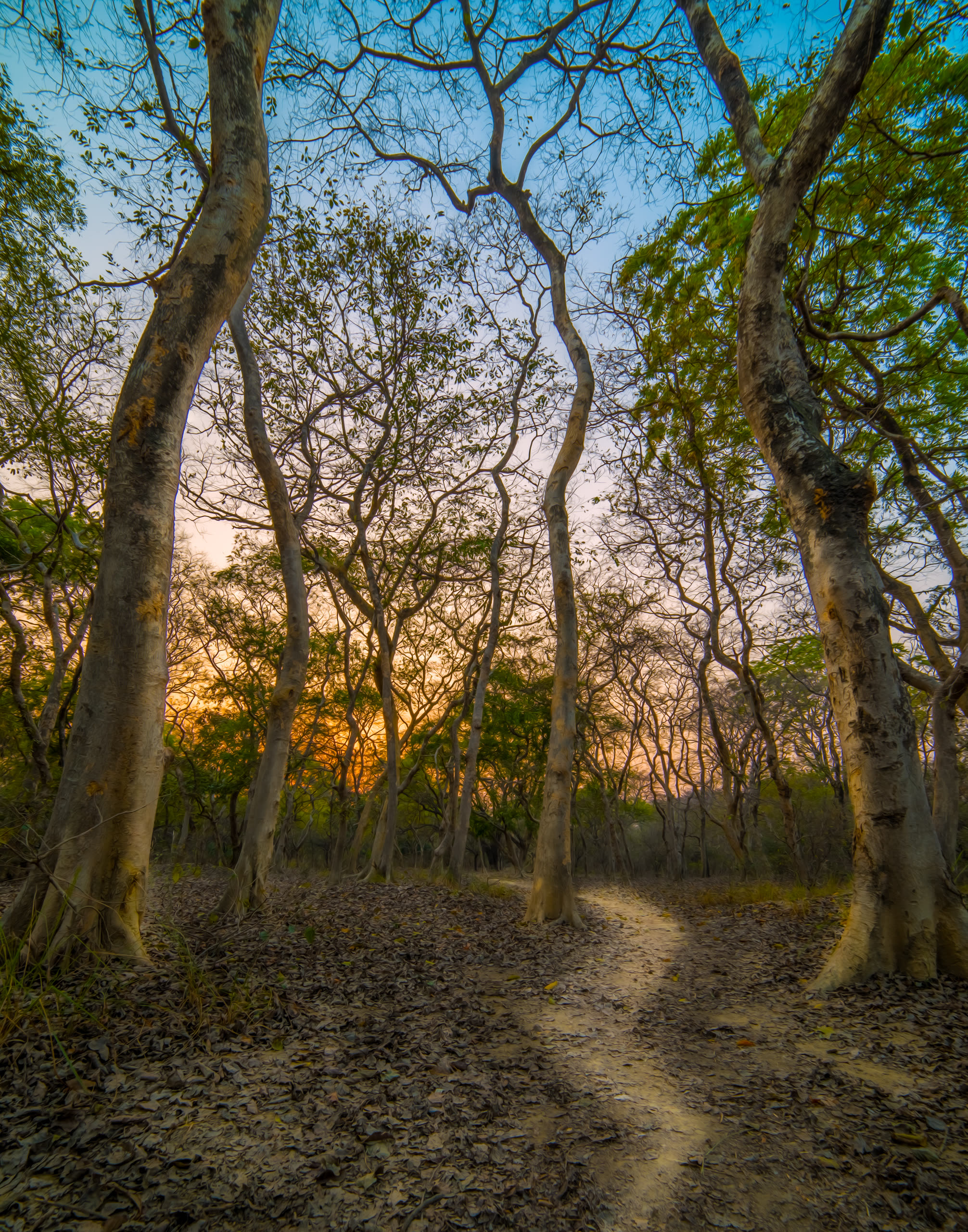 Moosabagh Sunset — Lucknow