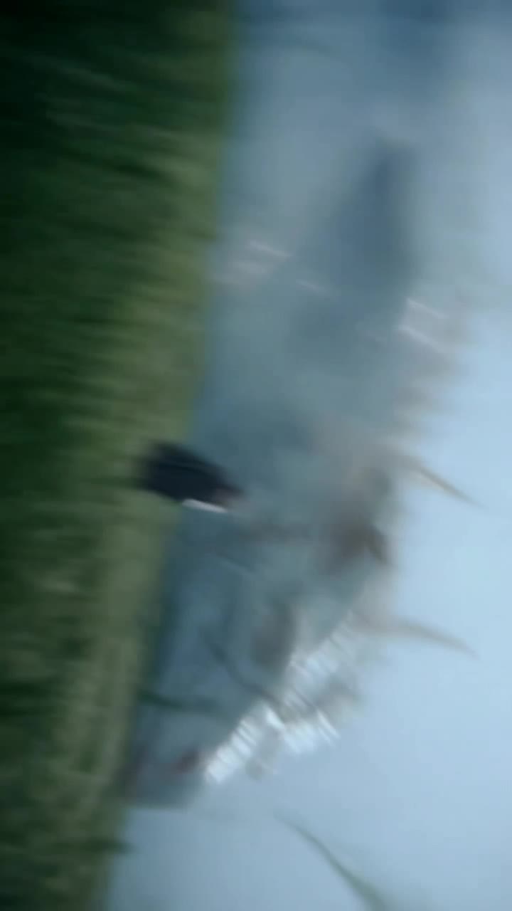 Knight Dragon